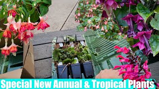Unique Plant Finds! Pre Grown Purple Bell Vines! SelectSeeds