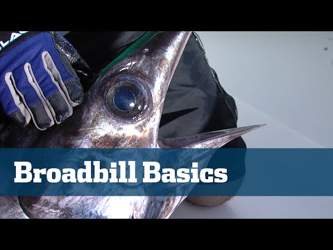 Daytime Swordfish Tips - Florida Sport Fishing TV - Tackle, Baits, Leaders, Techniques