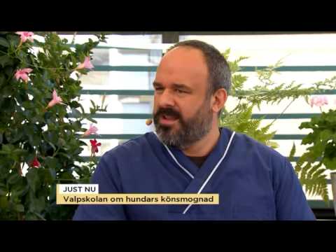 Valpskola: Veterinär Christophe Bujon om hundars könsmognad - Nyhetsmorgon (TV4)