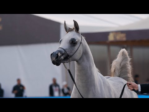 PSAIAHF 2023 - The Achievements of Ajmal Stud