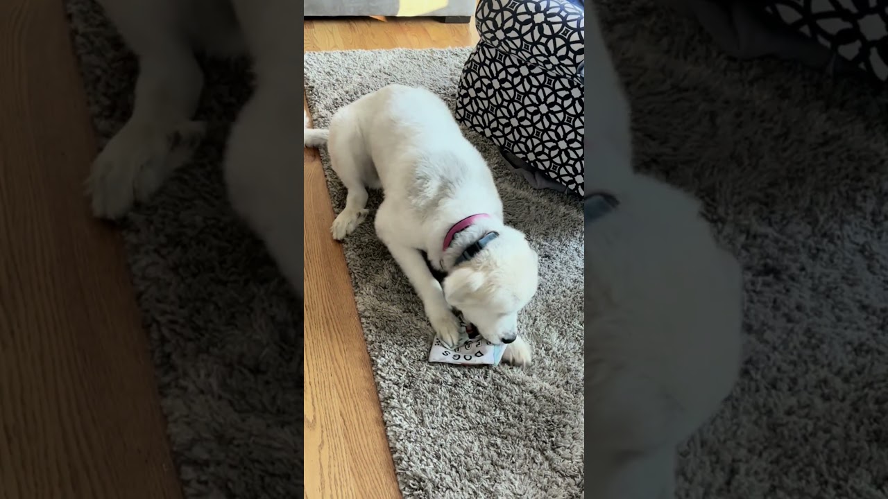 Enlarge Wendy, an adoptable mixed breed in New Canaan, CT video 5/5