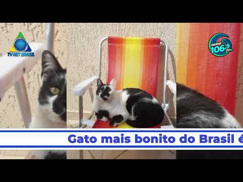 Gato mais bonito do Brasil é de Minas Gerais !