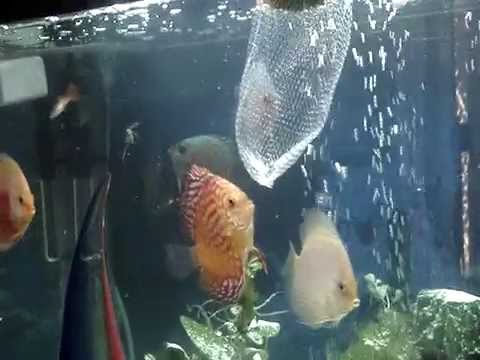 discus fish community aquarium tank