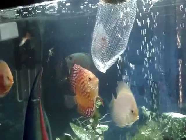 discus fish community aquarium tank