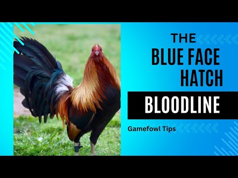"The Legacy and Secrets of the Blueface Hatch Gamefowl Bloodline"