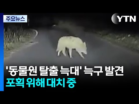 YTN 늑구 발견 포획 대치 보도