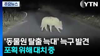 '동물원 탈출 늑대' 늑구 발견...포획 위해 대치 중 / YTN