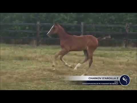 Charkov d´Argilla Z ( Chaccothage Blue PS x Diamant de Semilly) - colt