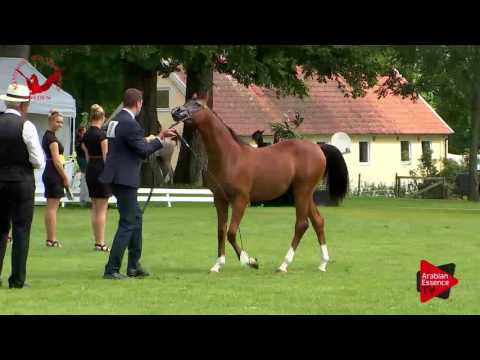 N.11 ENZINO PCF - Scandinavian Open Championship 2017 - Yearling Colts (Class 3)