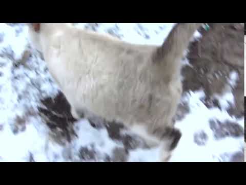 I found a new colony of cats with kittens 32