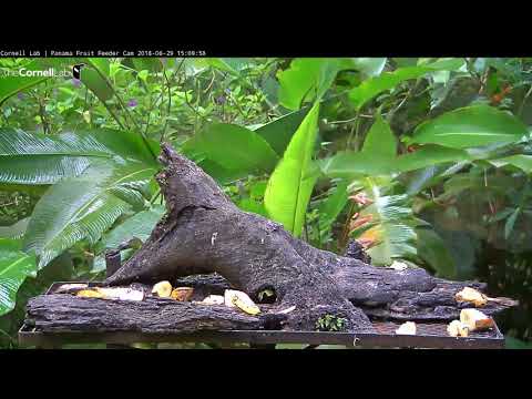 Video 2018 06 29 150945 What caused the tree behind the Panama Fruit Feeder to suddenly fall down ed
