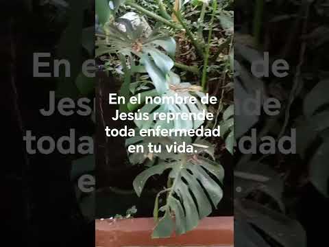 No te rindas reprende toda enfermedad en el nombre de Jesús. #esperanza #diosesfiel #milagros #fe