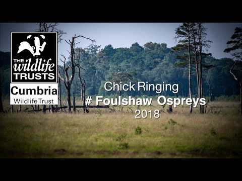 Ringing the Foulshaw Moss Osprey chicks 2018