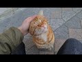 Incredibly Loving Orange Cat Meows For Food