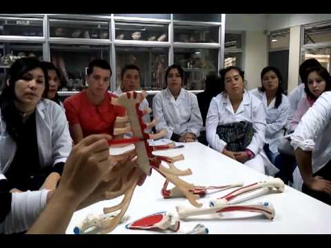 10 ANATOMIA IP