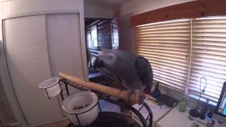 African Grey Parrot Dances to Prince Daddy Pop