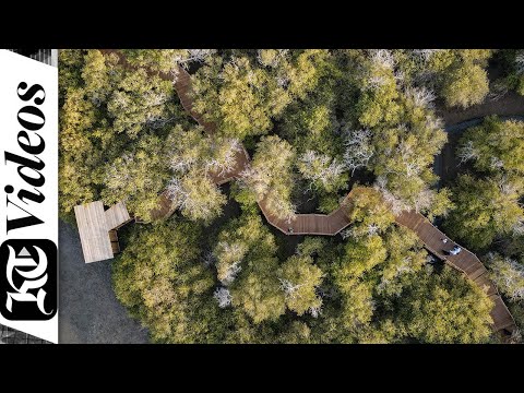 Watch: Inside the new Kalba Mangrove Center