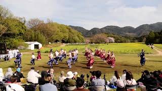［4K］踊り陣 叶和『主人公』【固定演舞】川棚菜の花よさこい祭り2026.04.05(日)メイン会場-#川棚菜の花よさこい祭り
