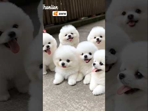 Cute teacup dog puppies😍 #cute #baby #cutebaby #barkingbliss #babyanimals #toys #pets #babydogs #dog