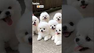 Download lagu Cute teacup dog puppies😍 #cute #baby #cutebaby #barkingbliss #babyanimals #toys #pets #babydogs #dog mp3 Download lagu Cute teacup dog puppies😍 #cute #baby #cutebaby #barkingbliss #babyanimals #toys #pets #babydogs #dog mp3
