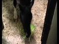 Barney On The Barley Avi