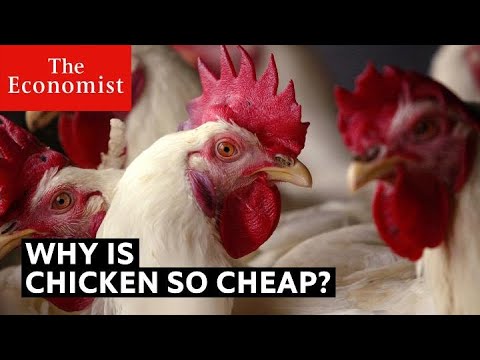Why is chicken so cheap?