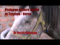 Prolapse Of Third Eyelid In Tetanus Horse