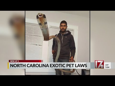 image-Can you have exotic pets in North Carolina?