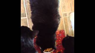 BZZAGENT - Hill's Science Diet Ideal Balance Cat Food Review