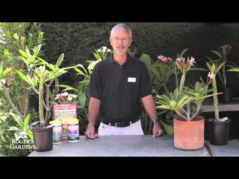 download lagu mp3 mp4 Plumeria Care Sun, download lagu Plumeria Care Sun gratis, unduh video klip Plumeria Care Sun