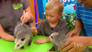 Opossum Facts (TVO Kids)