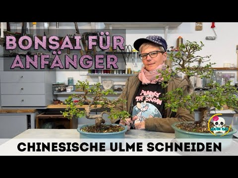 Bonsai schneiden | Chinesische Ulmen schneiden