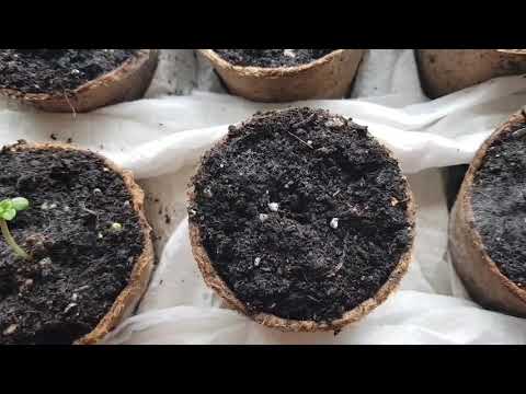 UKFN 2019 - 7 Days...