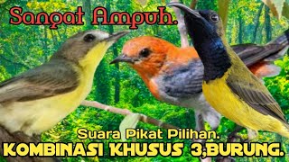 Download lagu SUARA PIKAT BURUNG REMETUK LAUT DAN KEMADE SOGON. PILIHAN.. mp3