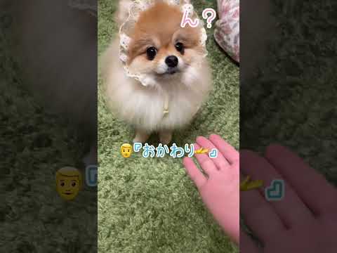 元気いっぱいのポメラニアン – ポメラニアンは小さいけど力強い!