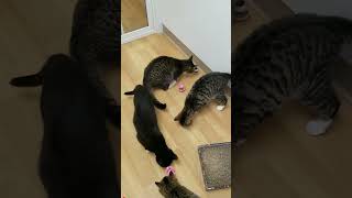 Treats and treat puzzles!