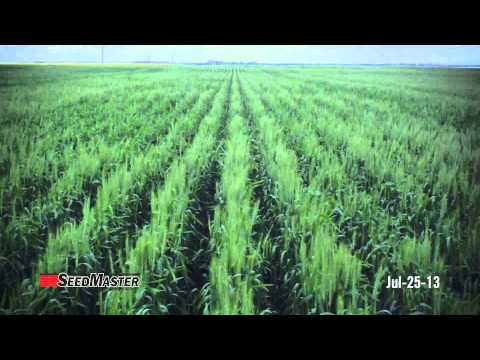 Wheat Field Timelapse - 2013