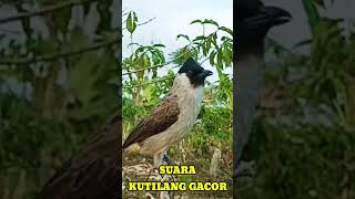 Download lagu SUARA KUTILANG SUPER GACOR mp3