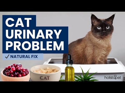 Wie man Harnwegsprobleme bei Katzen auf natürliche Weise behandelt