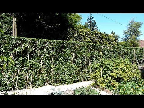 Privet Hedge Renovation REVISITED