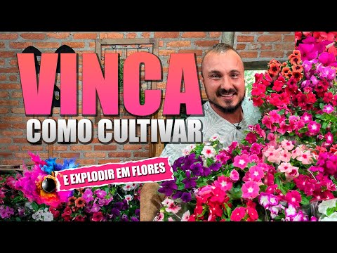 Como cultivar VINCA | Explosão de cores no seu jardim