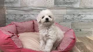 ビションフリーゼの動画02