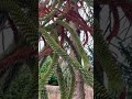 Şiri Arokaryası | Monkey Puzzle Tree