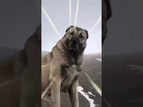 Aga burda kanal niye tutmadı ya
