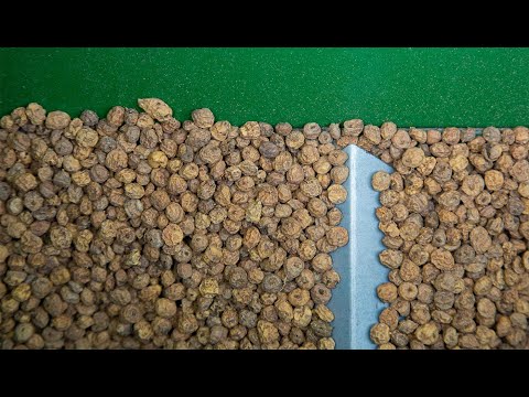 YouTube video about: Can you plant chufa and clover together?