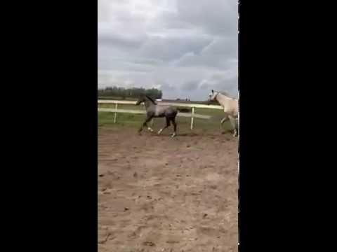 Joliath Netto X Pardon