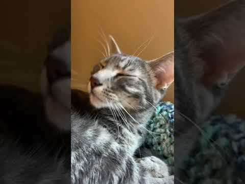 Mabel is still sleeping#shorts