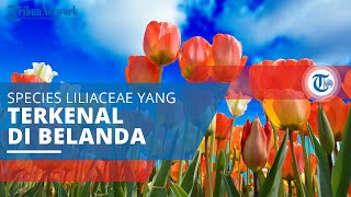 Bunga Tulip, Spesies Liliaceae yang Berasal dari Asia Tengah yang Sangat Terkenal di Belanda