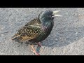 Starling bird's variety of calls and sounds