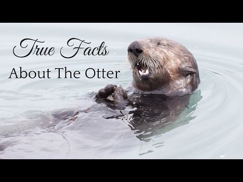 True Facts About The Otter